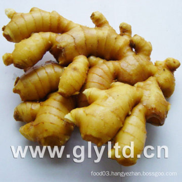 Ginger/Fresh Ginger/Air-Dried Ginger/Globalgap Certified Ginger